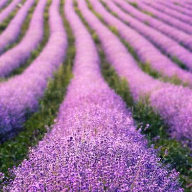 Face & Body Mist - Lavender & Basil - Botanical SPA